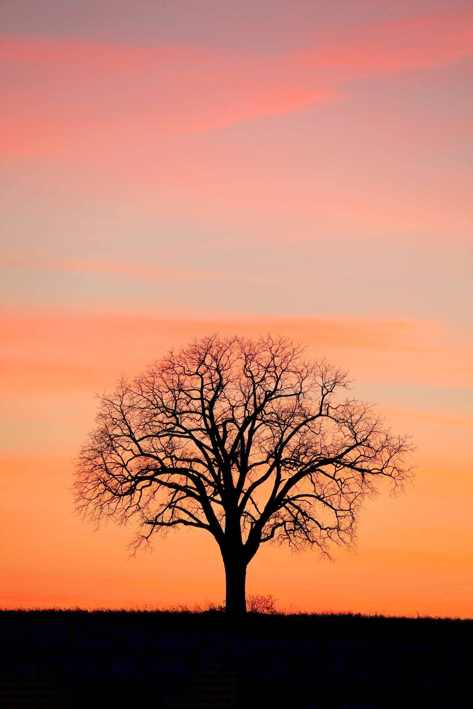 Tree silhouette